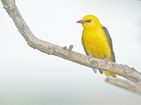 Golden Oriole - Golden Oriole, Yellow, Nature, Birds