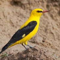 Golden Oriole