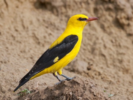 Golden Oriole - Golden Oriole, Yellow, Nature, Birds