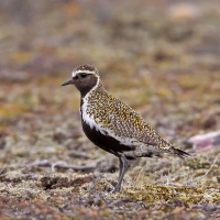 Golden Plover