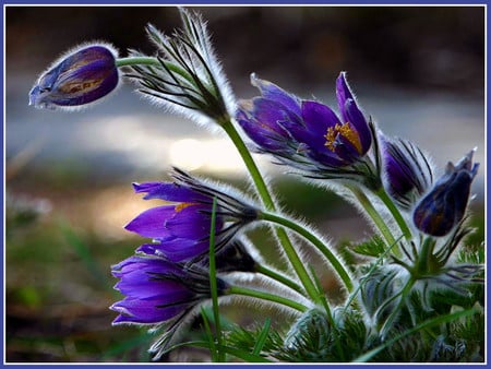 beautiful flowers - flowers, beautiful