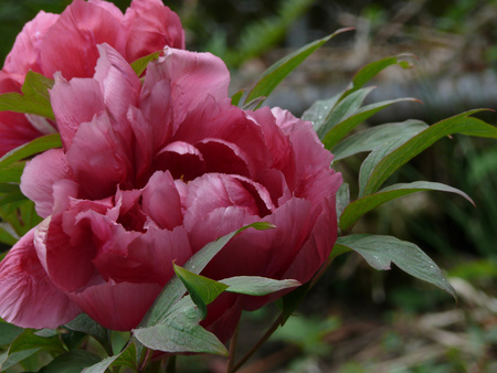 beautiful flowers - flowers, beautiful