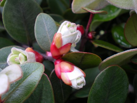 beautiful flowers - flowers, beautiful