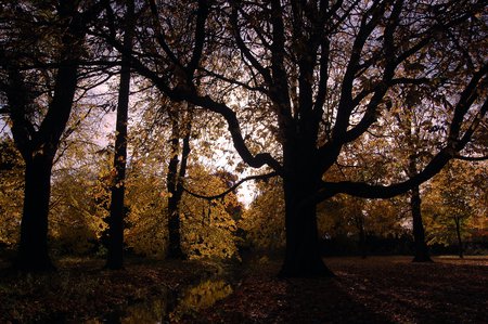 Leafy Stream - sunset, leaves, autumn