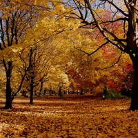 Leafy Avenue