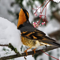 Varied Thrush Bird of North America