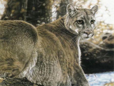 PUMA~ THE LEGEND OF WILD - puma, painting