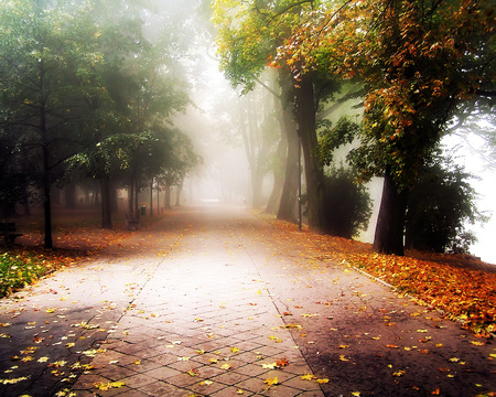  Park - trees, park