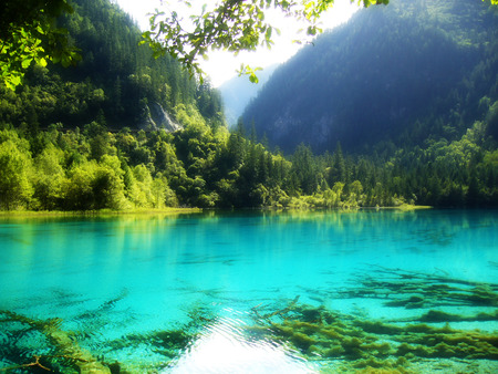 And Again The Nature - lake, forest