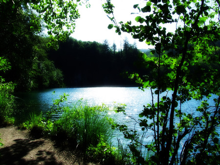 Lake  - lakes, trees