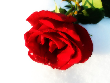 A Rose For You - red, rose