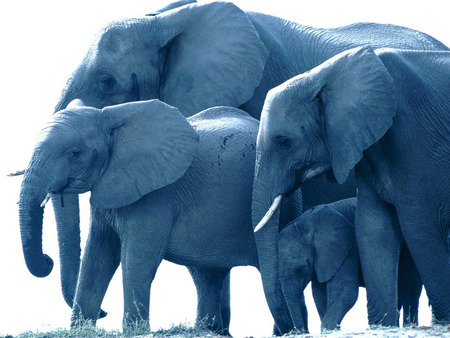 ELEPHANTS - elephants, blue