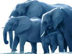 ELEPHANTS