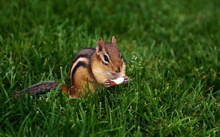 cute chipmunk - cute, chipmunk