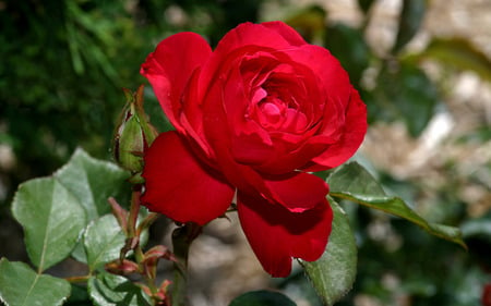 Red rose - roses, flowers