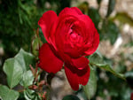 Red rose