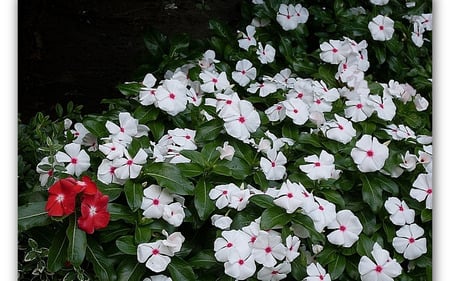 Flowers - white, flowers