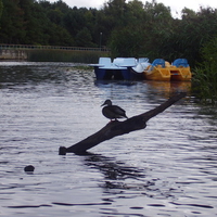 Docking log