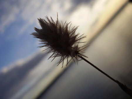 Fluffy grass blossom - fluffy, grass, blossom, sky