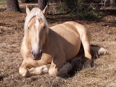 A lazy day - awesome, horse