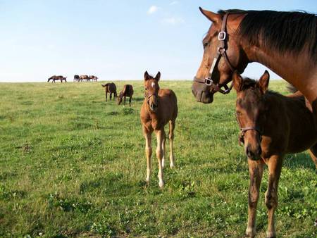 A mother of many - horses, foals