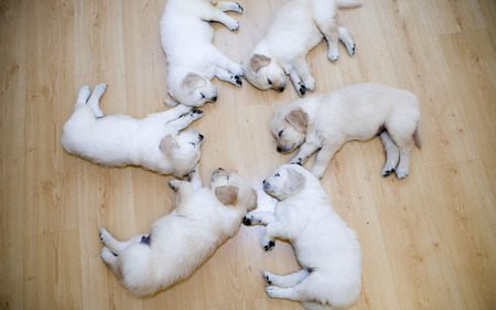 Circle Of Cute Sleeping Puppies - cute, animals, wood, golden lab, golden retreiver, dogs, puppies, circle, dog