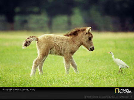 curious foal - white, miniture, horse, trees, grass, foal, curious, bird