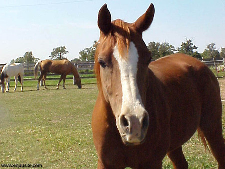 curious horse - brown, horse