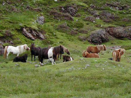 herd of ponies - ponies, pretty