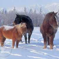 snow ponies