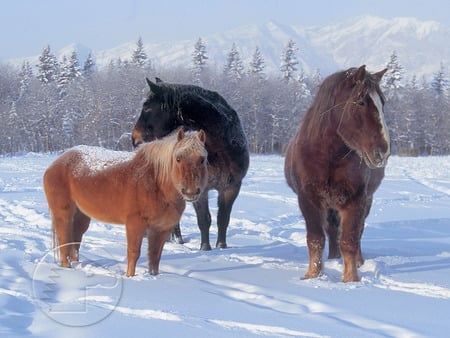 snow ponies - snow, ponies