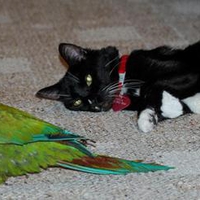 Cat and Bird