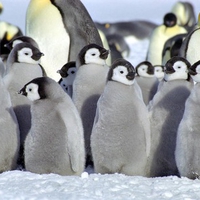 baby penguins