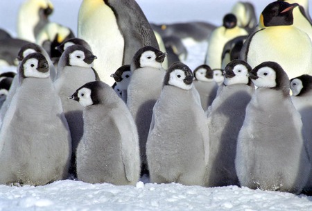 baby penguins - penguins, birds