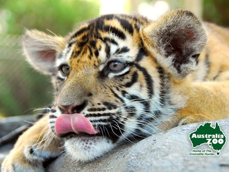 tiger cub - cubs, tiger