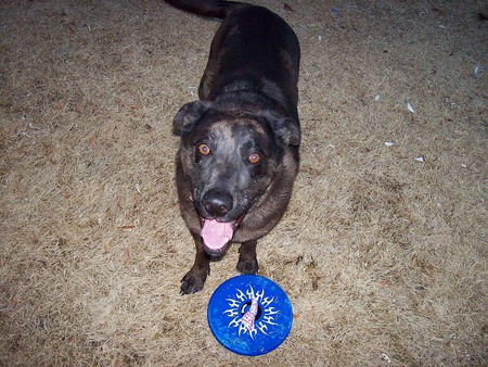 Frisbe Dog - bishop ca, dogs, blue, grass, frisbees