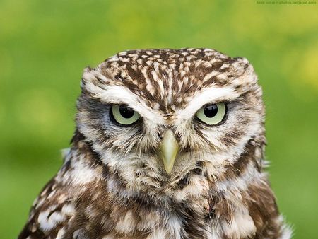 Wisdom - animal, owl, wisdom, wild