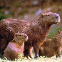 The Capybaras