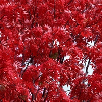 Autumn Trees 