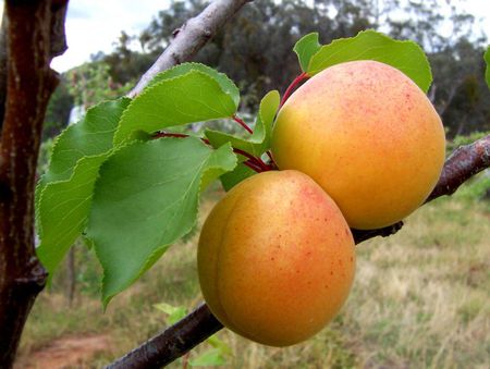 Tasty fruits - nature, taste, fruit