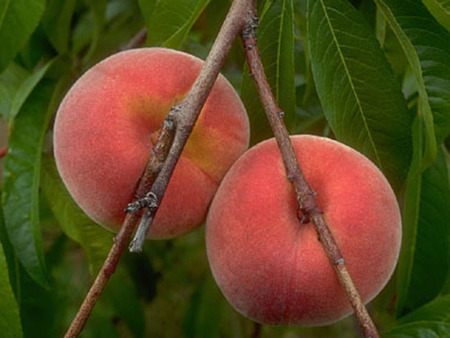 Tasty fruits - fruit, nature, taste