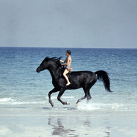 Black Stallion