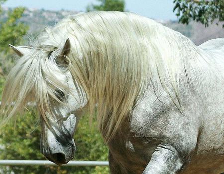 Andy Stallion - cavalo, horse, animals