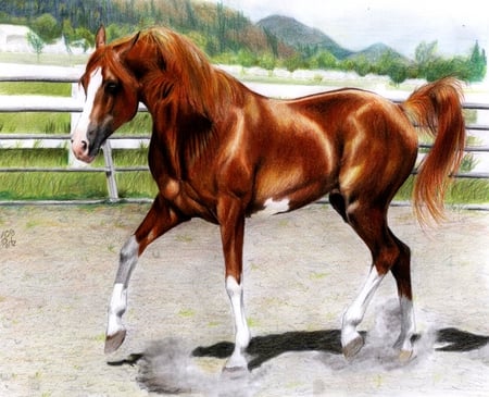 Arabian Stallion - horse, animals