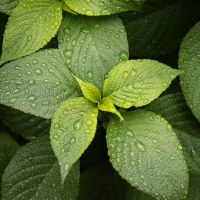 Water Drops on Leaves