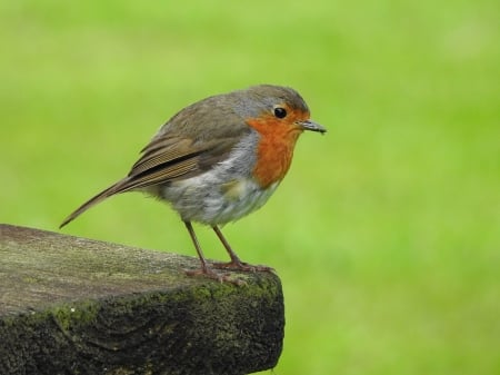 european robin - Birds & Animals Background Wallpapers on Desktop Nexus ...