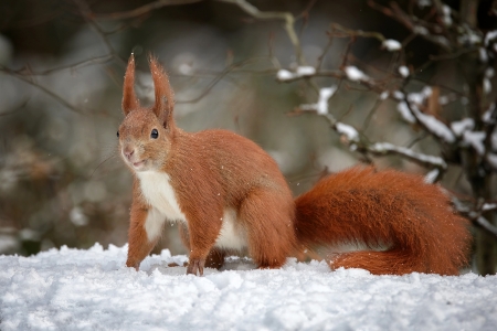 A Red Squirrel in the Winter - animals, nature, snow, squirrel