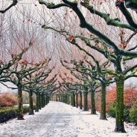 Platan Avenue in Germany