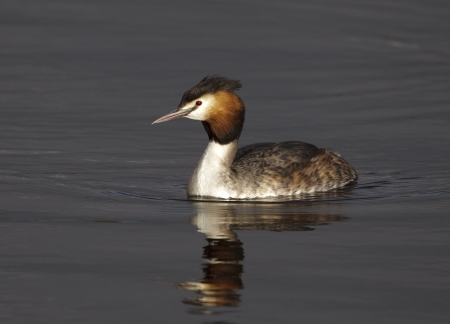 Great Crested Grebe