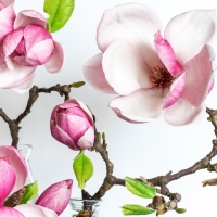 Magnolia